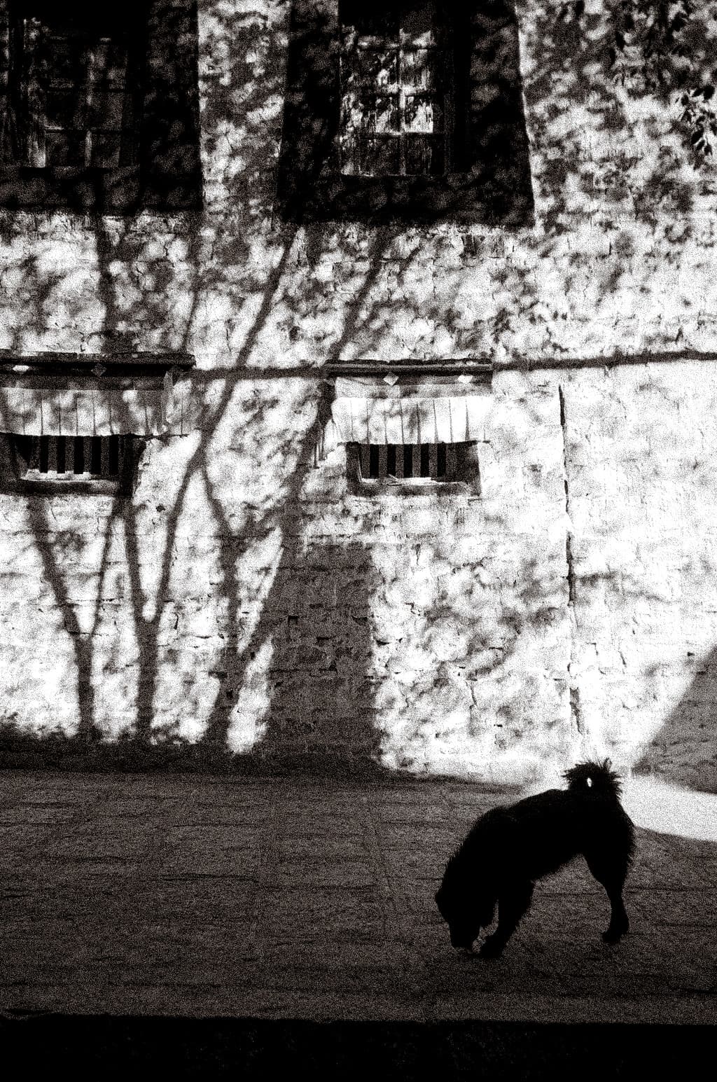 lhasa - 06 2