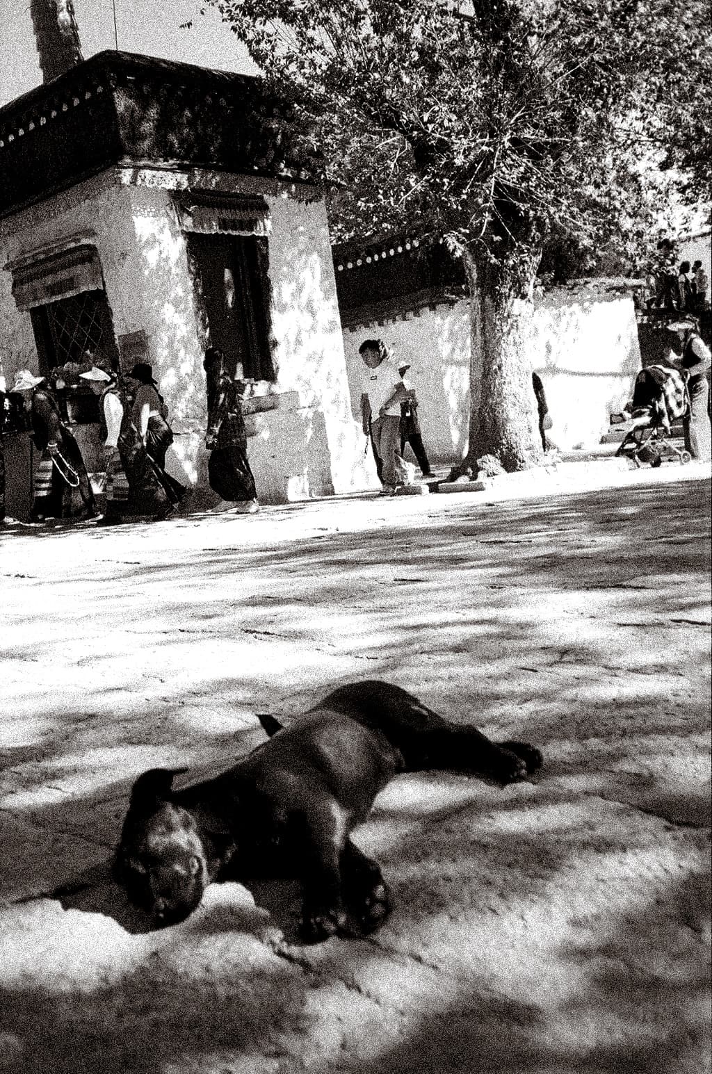 lhasa - 07