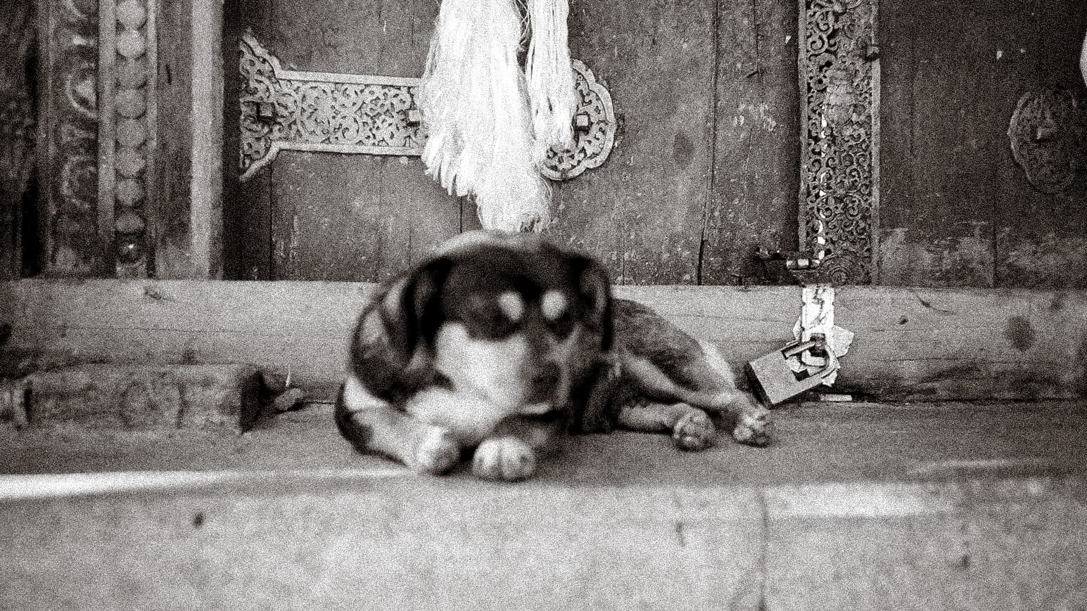 lhasa - 30