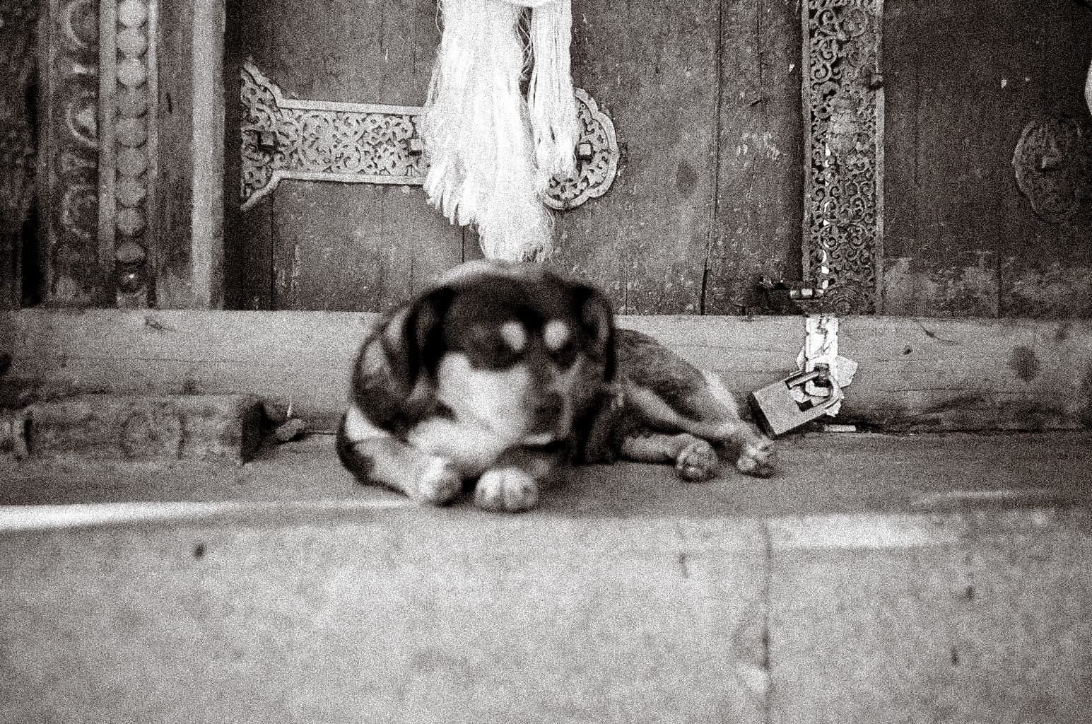 lhasa - 99 2